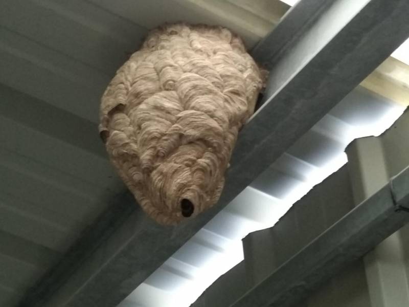 Faire installer des pièges pour moustiques tigres à Libourne