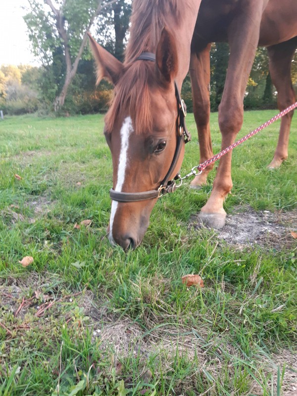 Cherche animation pour dessin animé à proximité de Bordeaux