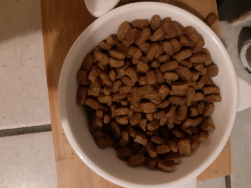 Nourrir mon chien de manière équilibrée à Bordeaux