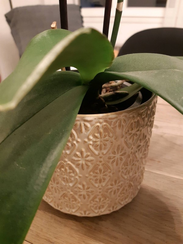 Abattage d'arbre dangereux à Saint-Aubin du Médoc