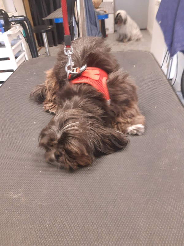 Toilettage d'un petit chien par un professionnel à Bordeaux en Gironde