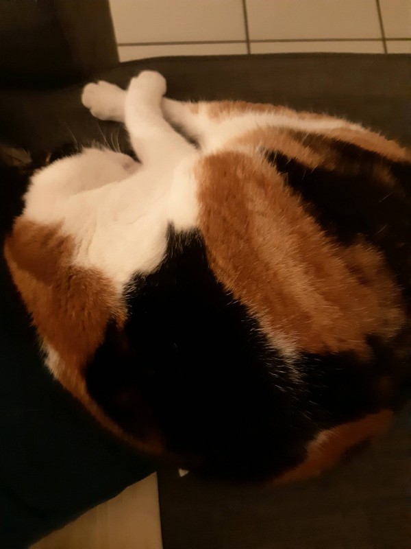 Trouver un panier confortable pour mon chien à Cestas