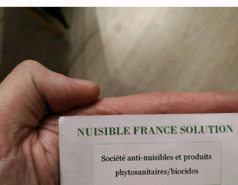 Détruire un nid de frelons asiatiques dans une maison : quel entreprise de professionnels contacter à Toulouse?