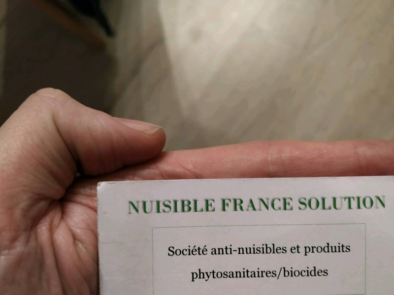 Comment éliminer efficacement des punaises de lit avec un professionnel de la désinsectisation à Toulouse ?