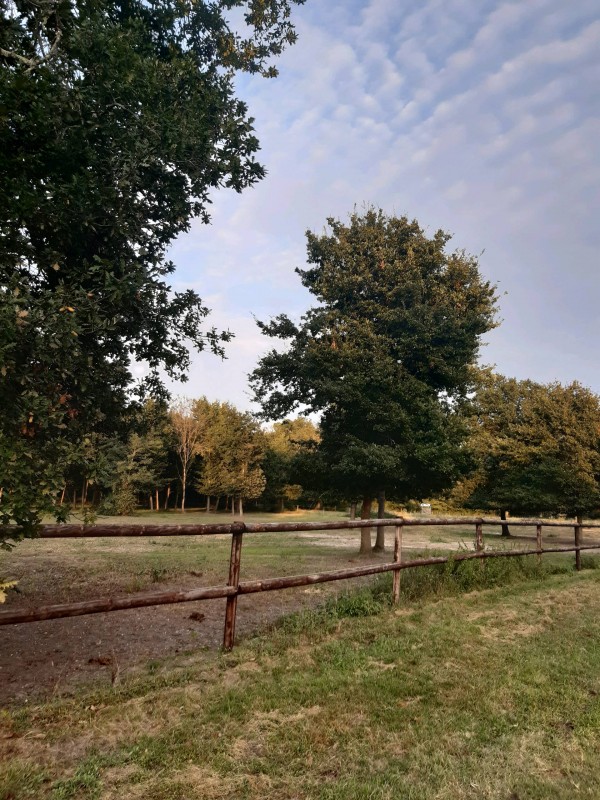 Pension pour chevaux au pré à La Brède