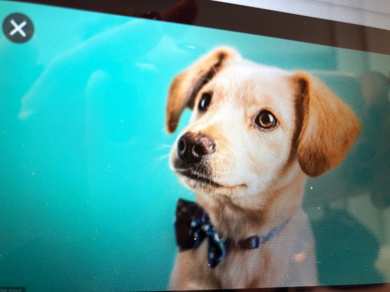 Recherche boutique pas chere spécialisée dans les vêtements pour chien à Bordeaux