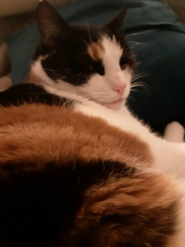 Acheter un os à mâcher pour mon chien à Gradignan