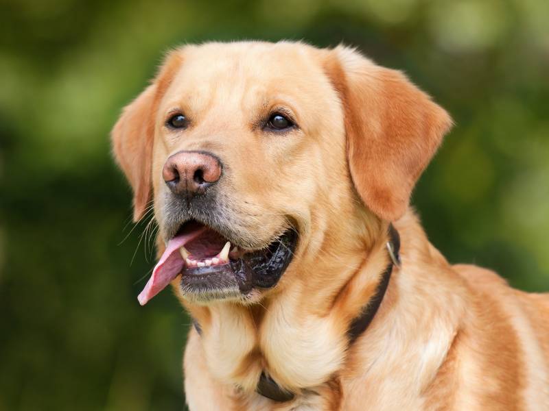 Educateur canin comportementaliste pour chien agressif bassin d'Arcachon proche de bordeaux