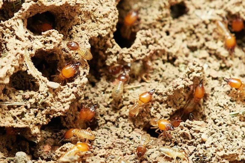 Trouver une entreprise spécialisée dans l’extermination de termites dans la charpente à Libourne
